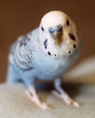 20061018191650-birdie.jpg