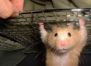 20061204202121-hamster-cage.jpg